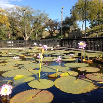 International Lily Garden